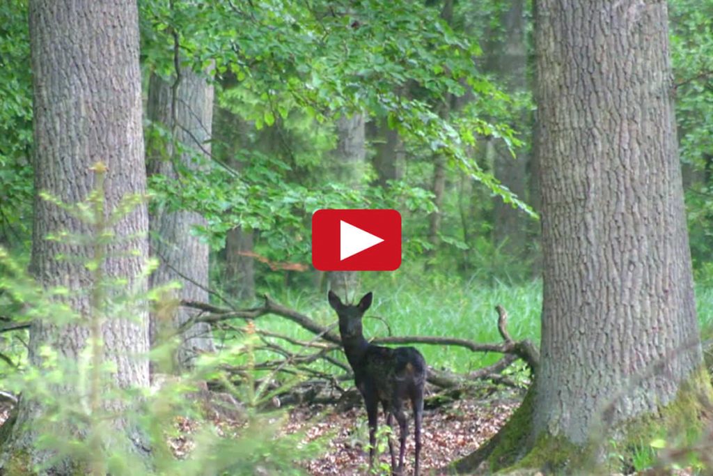 Zum Video - Sommer im Wald vom Naturum Göhrde