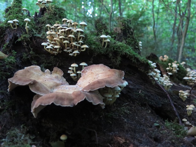 große und kleine Pilze an Totholz