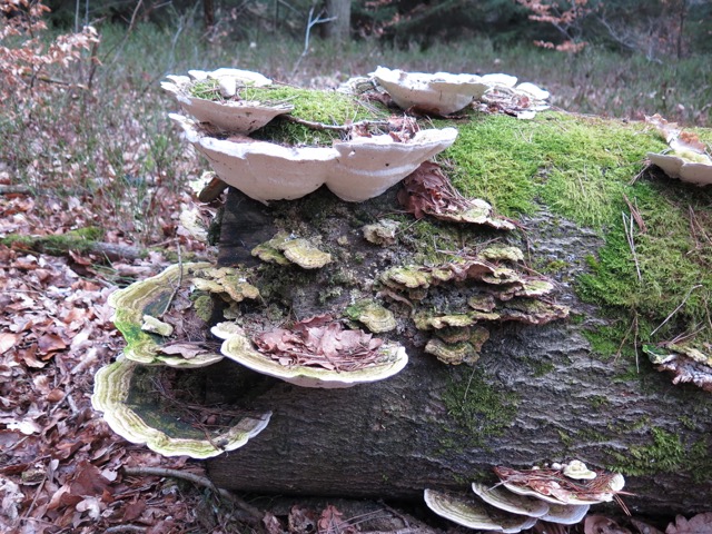 Pilze an Totholz