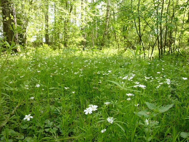 große Sternmiere im Frühlingsgras