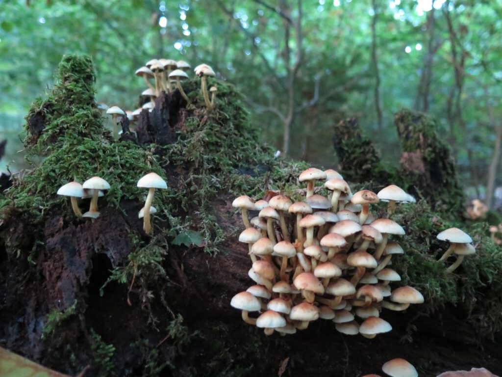 Pilzkolonien an einem Stück Holz