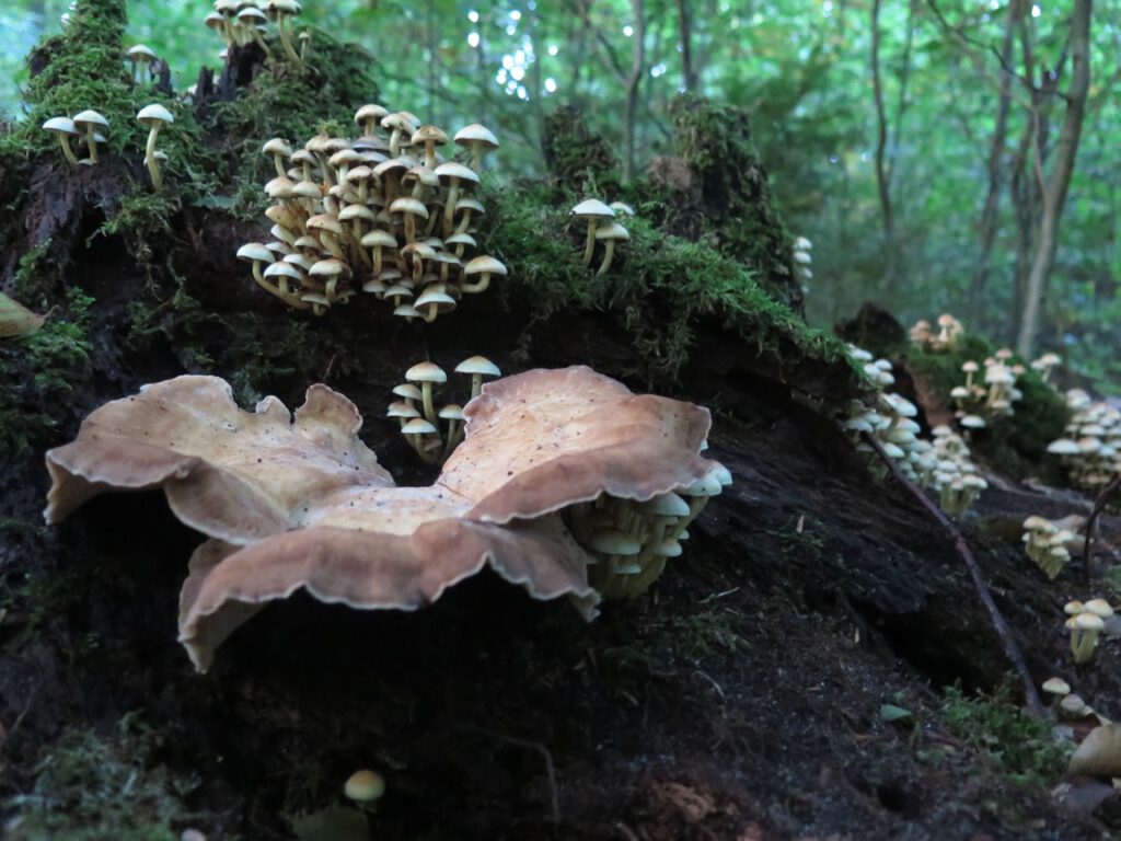verschiedene Pilze an einem Baumstamm mit Moos