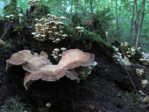 verschiedene Pilze an einem Baumstamm mit Moos