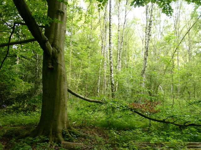 alterBuchenstamm mit hellem Grün