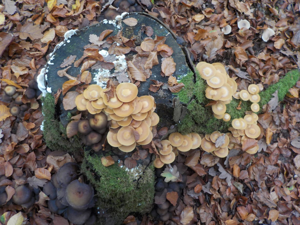 verschiedene Pilze an Baumscheibe und Herbstlaub