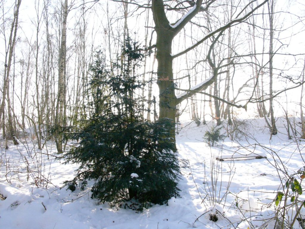 zwei Fichten im Schnee