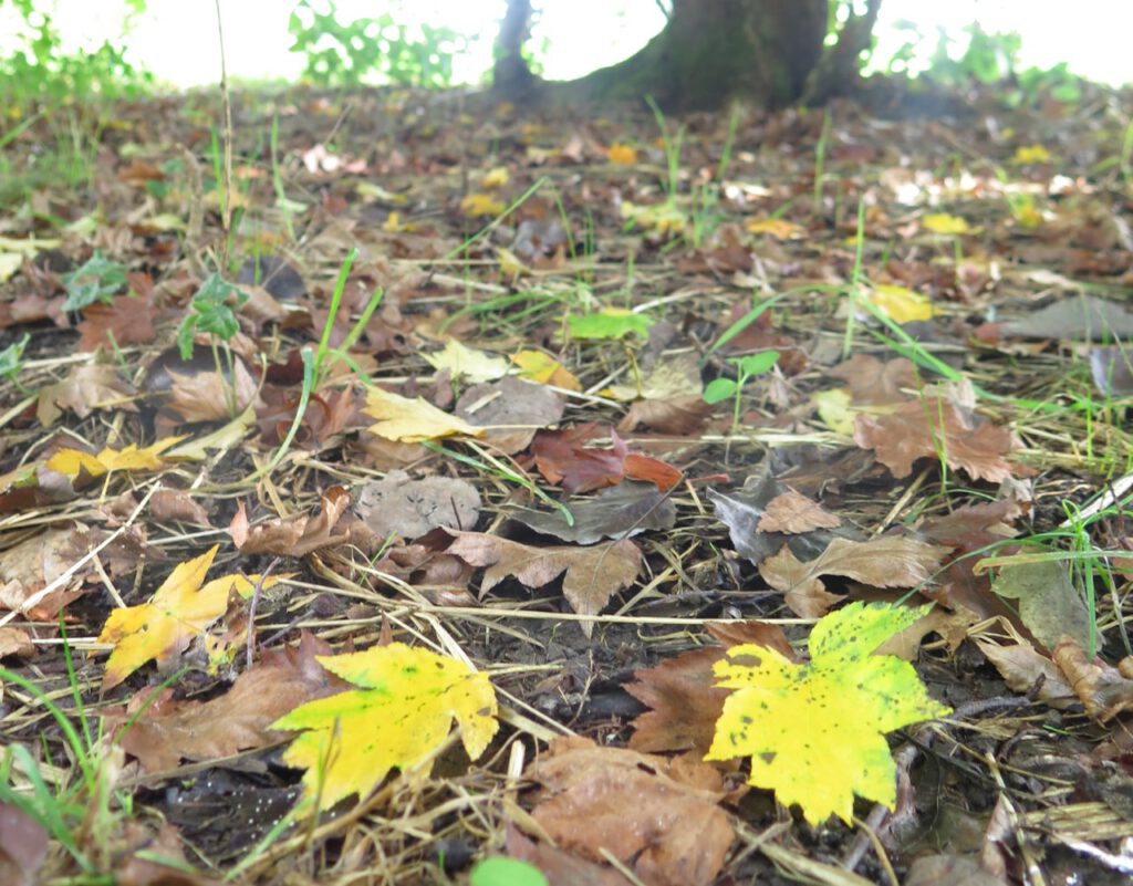 Herbstblätter auf dem Waldboden