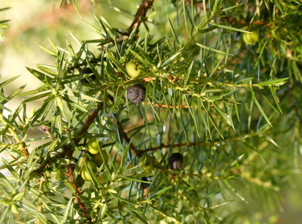 Wacholderzweig mit Beeren