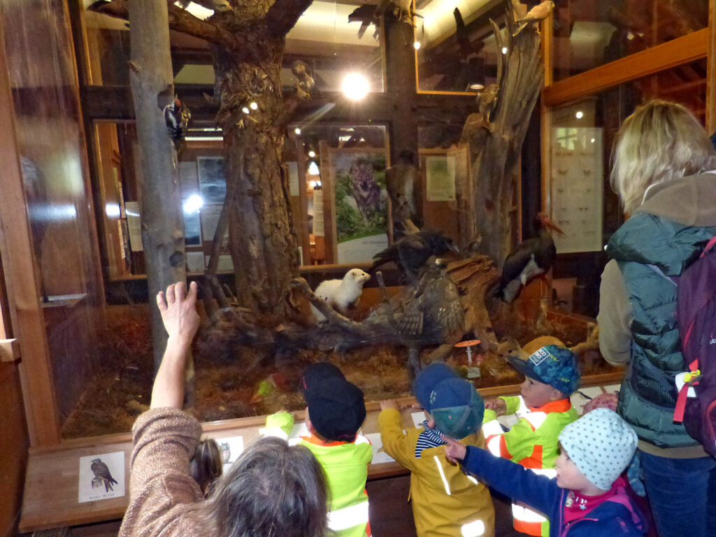 Ausstellung im Wald Museum