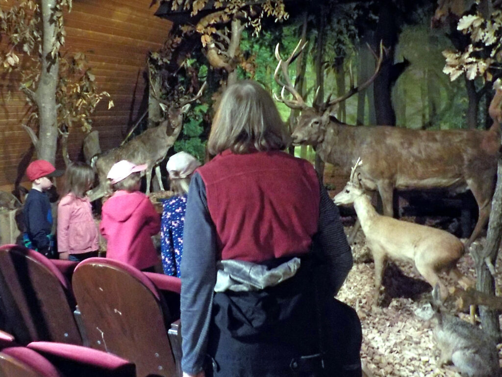 Wildtierkino im Naturum Göhrde