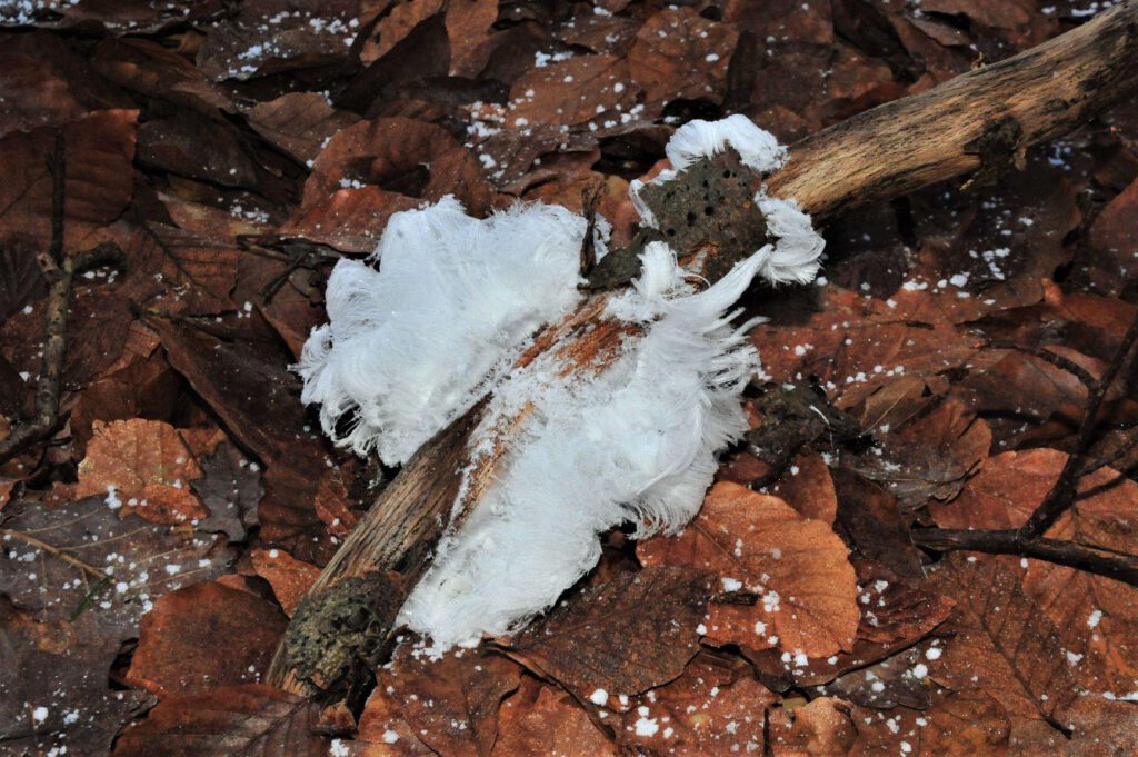 Schneeflaum Eis am Stock auf braunen Blättern