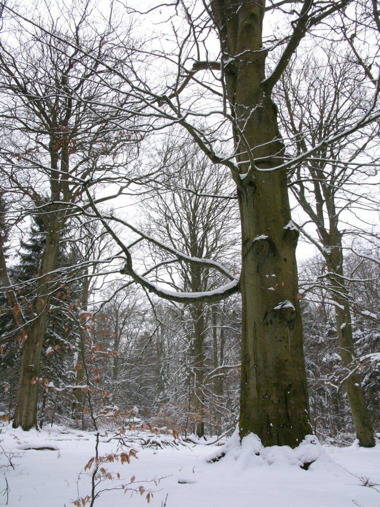 gr0ße alte Veteranenbuche in der Göhrde