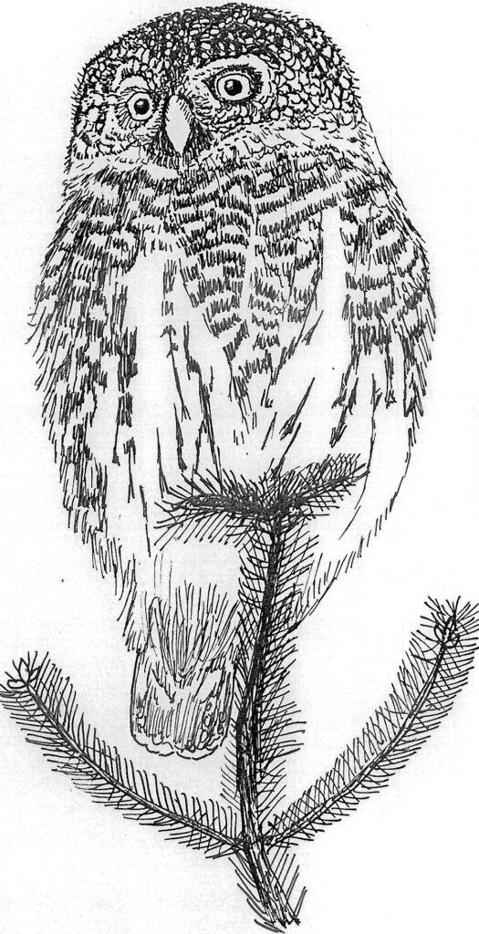 Zeichnung eines Sperlingskauzes von Hans-Jürgen Kelm