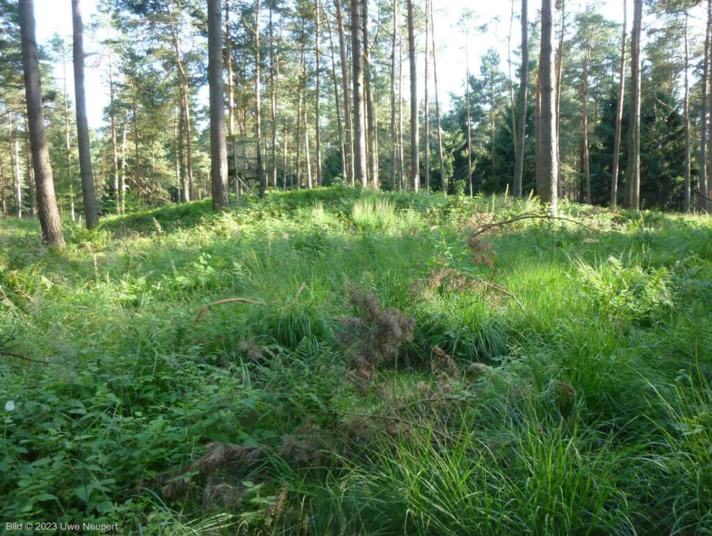 Ein grasbewachsenes Hügelgrab in der Göhrde