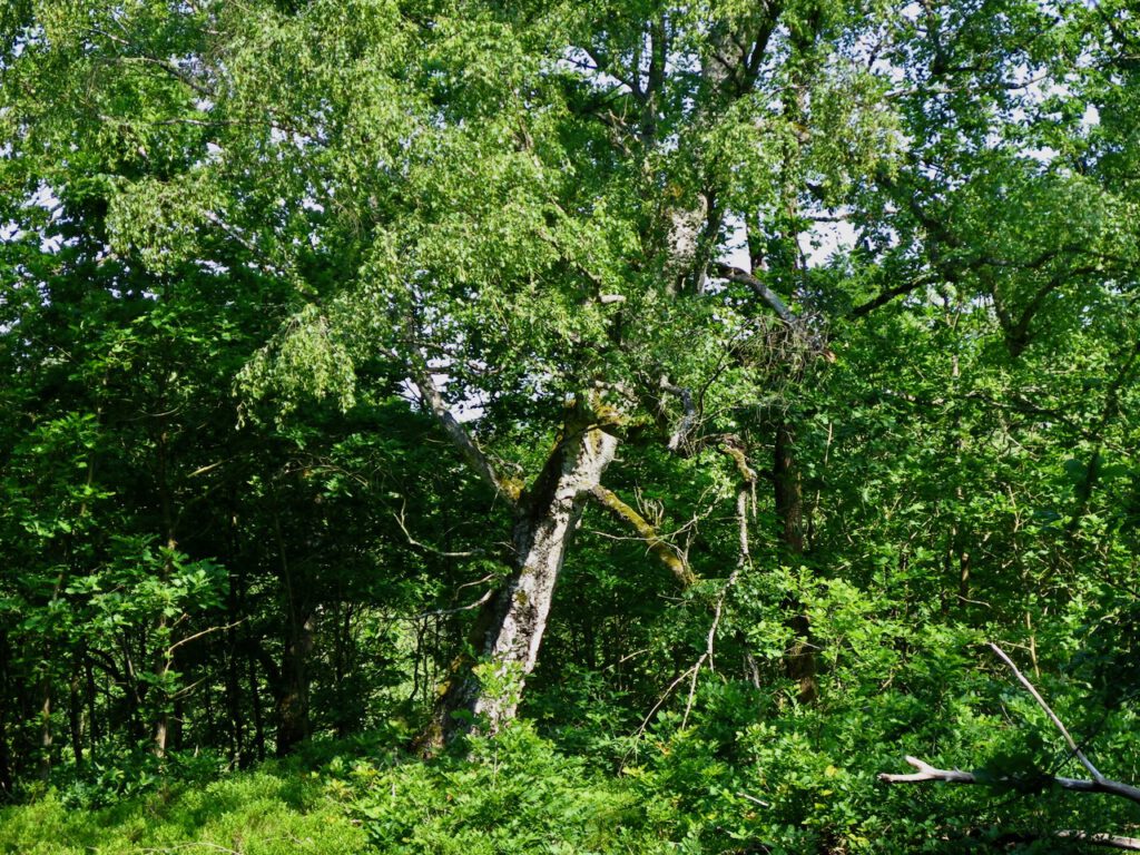 Moorbirke im Kellerberg in der Göhrde