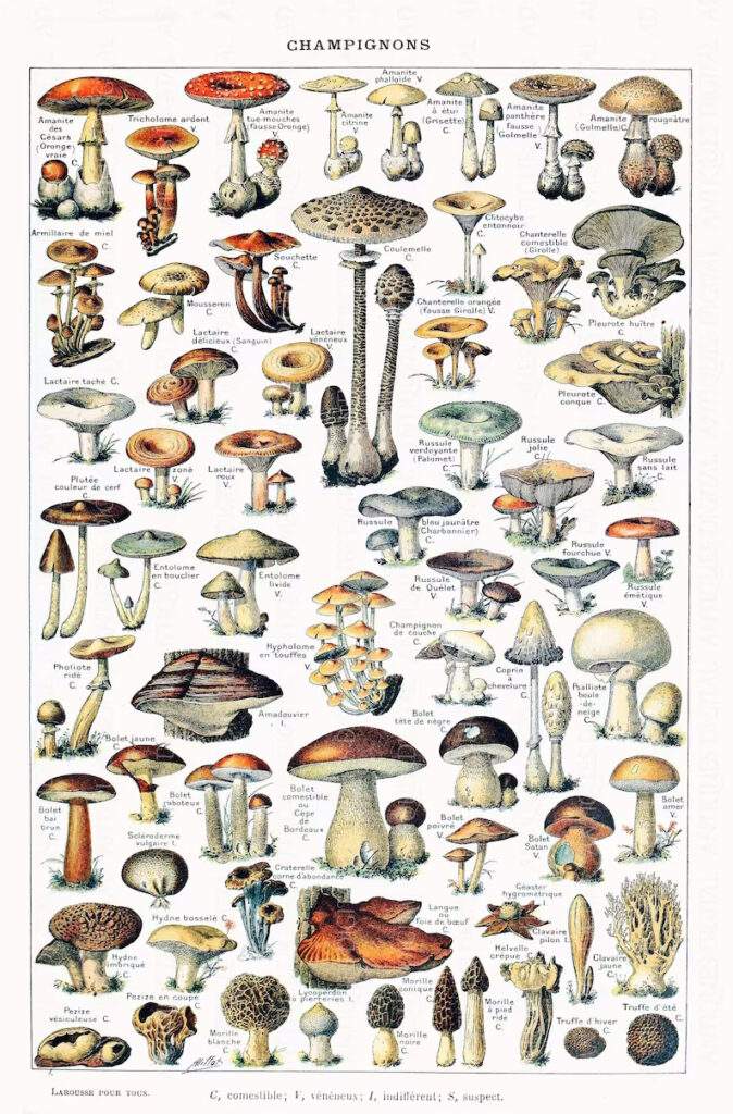 viele Pilze sind gezeichnet und beschrieben auf einem Poster