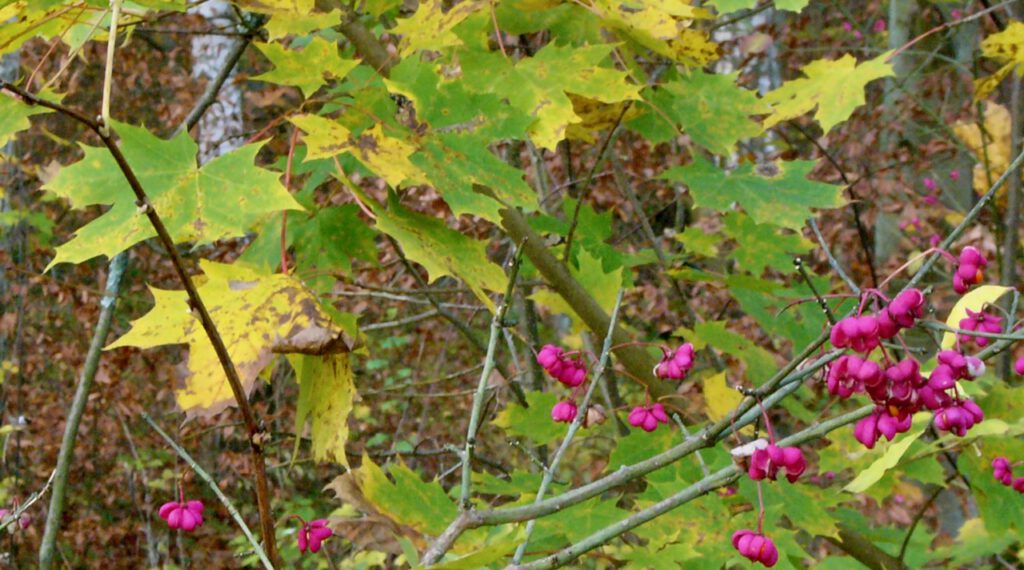 Herbstlaub und Pfaffenhütchenfrüchte