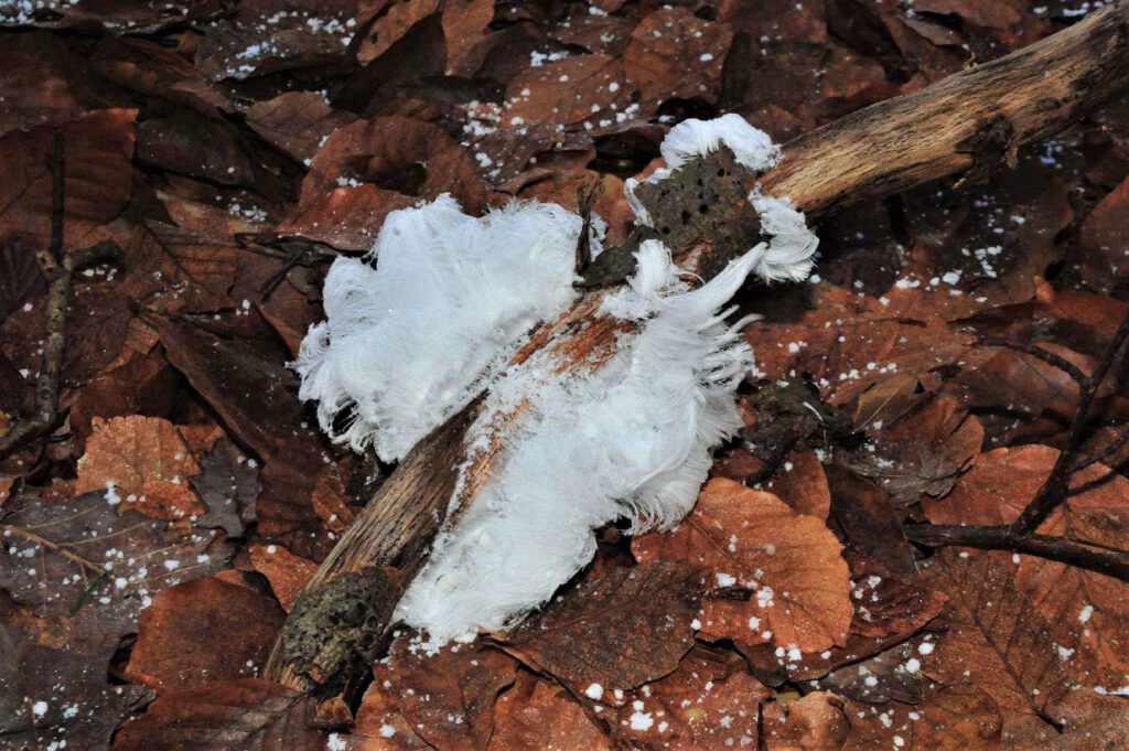 Eiskristalle rechts und links von einem Ast