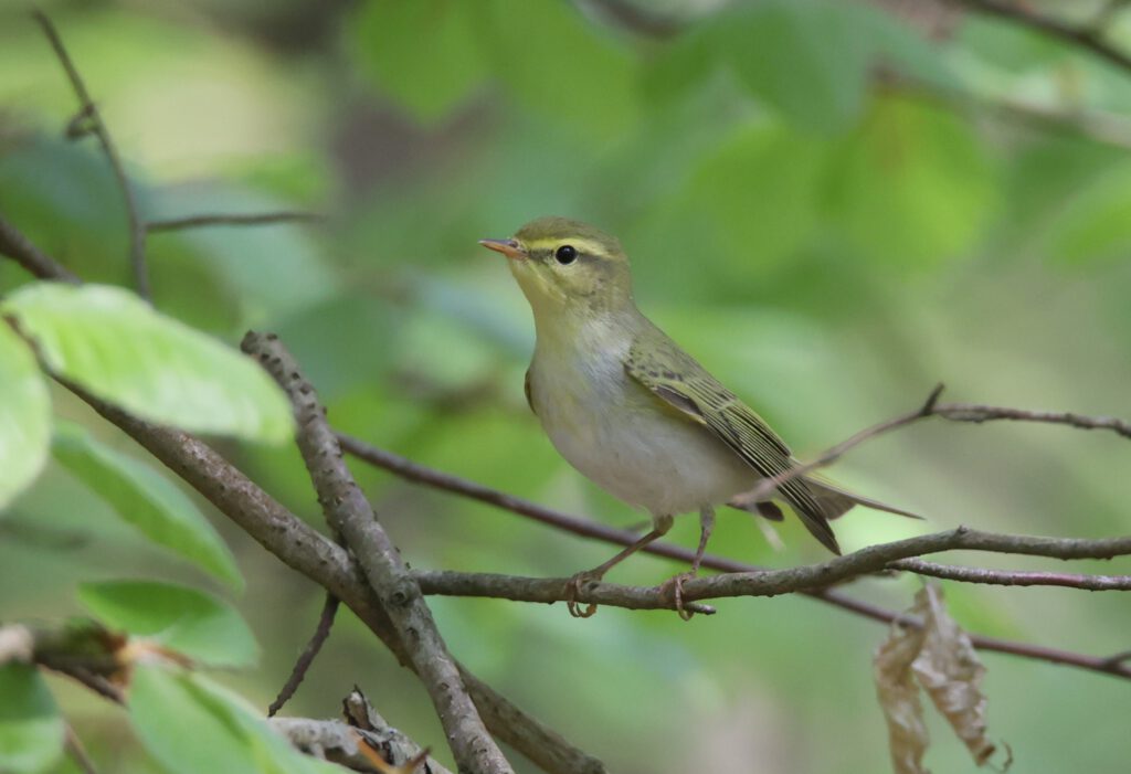 Bild eines Waldlaubsängers im Waldort Planken