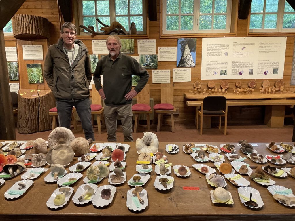 Wolfgang Krantz und Iliya Heicher stehen im Naturum vor verschiedenen Pilzexponaten