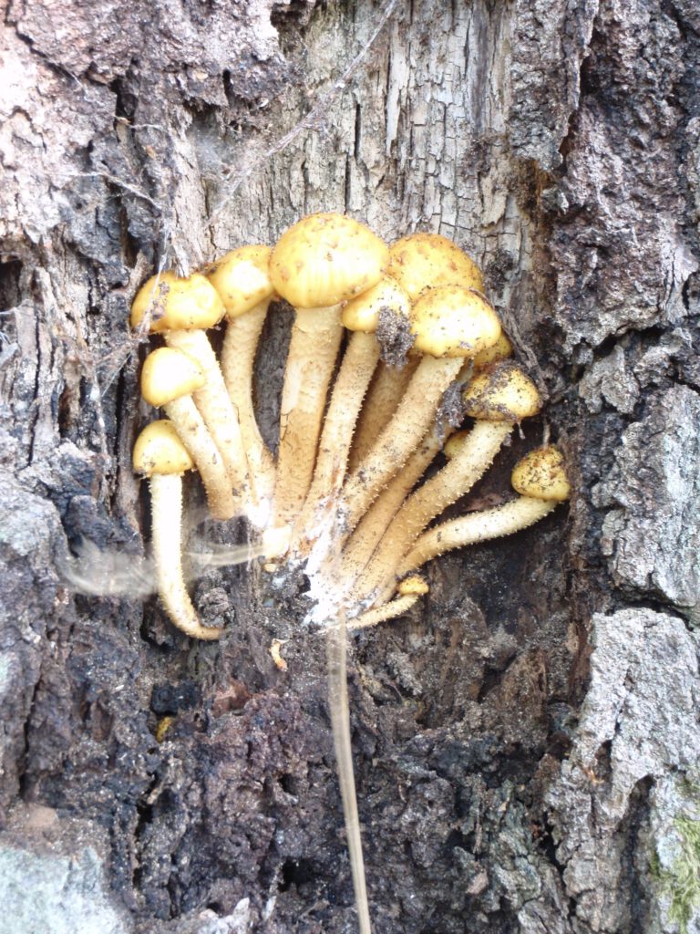 orange Pilze an verletztem Baumstamm