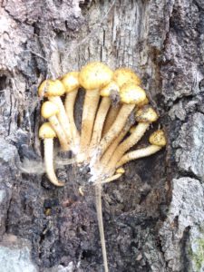 orange pilze an Baumstamm