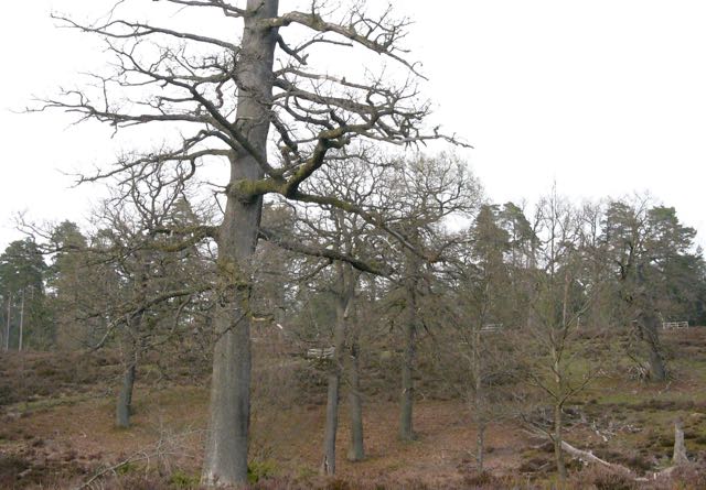 Alte Traubeneiche im Naturschutzgebiet Breeser Grund in der Göhrde